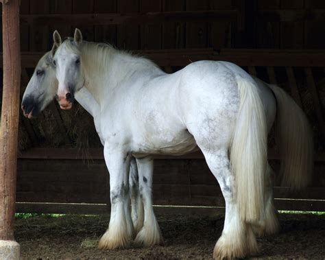 Horse .
